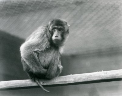 En grisehalemakak sidder på en siddepinde i sin indhegning i London Zoo (s/h foto) af Frederick William Bond