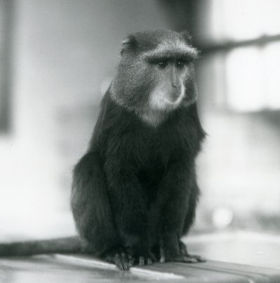 En Pluto-abe eller blå abe, der sidder på en bænk i London Zoo af Frederick William Bond