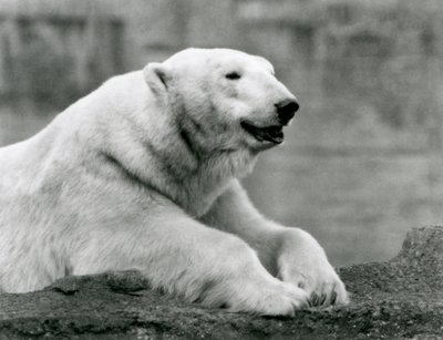 En isbjørn hviler på en klippeafsats i London Zoo i 1931 (s/h foto) af Frederick William Bond