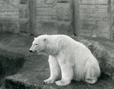 En isbjørn sidder på en klippeside i London Zoo i september 1927 af Frederick William Bond