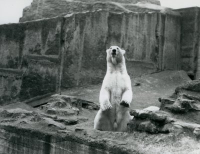 En isbjørn, der sidder oppe i sin indhegning ved bunden af Mappin-terrasserne i London Zoo i september 1928 (s/h-foto) af Frederick William Bond