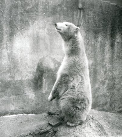 En isbjørn, der sidder op på sine lænder i London Zoo i 1929 (s/h-foto) af Frederick William Bond