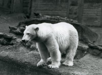 En isbjørn stående ved kanten af dens indhegning ved bunden af Mappin Terraces, London Zoo, september 1928 (s/h foto) af Frederick William Bond