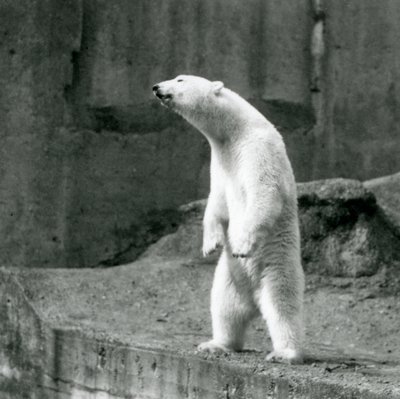 En isbjørn, der står højt på bagbenene, ved kanten af dens indhegning på Mappin Terraces, London Zoo af Frederick William Bond