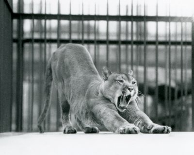 En Puma Cougar Mountain Lion gaber og strækker sig i London Zoo i juni 1925 af Frederick William Bond