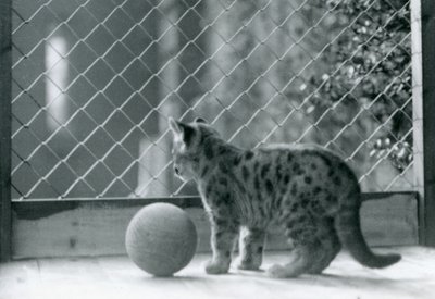 En Puma killing, med en bold, kigger ud af dens indhegning, London Zoo, 1923 af Frederick William Bond