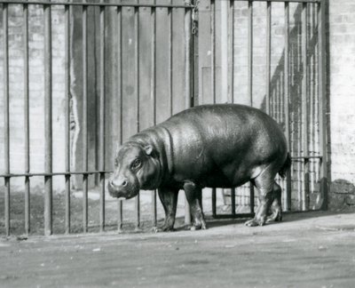 En pygmæflodhest i London Zoo i 1927 af Frederick William Bond