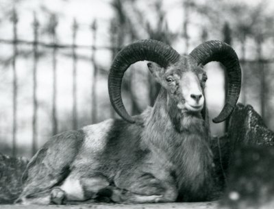 En vædder siddende i London Zoo, 1925 af Frederick William Bond