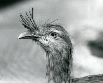En rødbenet seriema i London Zoo i 1929 (s/h-billede) af Frederick William Bond