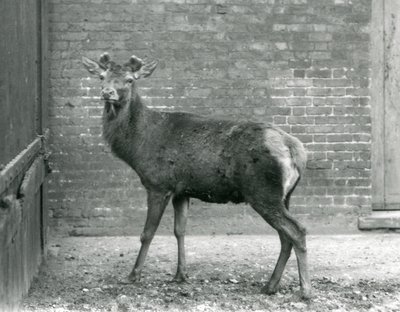 En kronhjort med spirende gevirer, London Zoo, august 1928 (s/h-foto) af Frederick William Bond