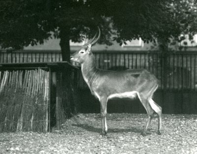 A Red Lechwe i London Zoo, juli 1924 af Frederick William Bond