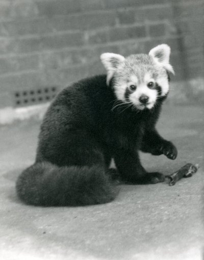 En rød panda sidder i London Zoo, 1917. af Frederick William Bond