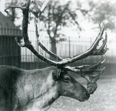 En rensdyrhjort, der fælder fløjl fra sit gevir, London Zoo af Frederick William Bond