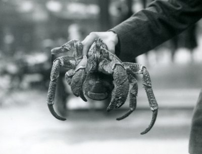 En røverkrabbe eller kokosnøddekrabbe holdt op af en målmand i London Zoo, juli 1927 af Frederick William Bond