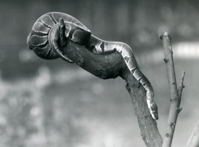 En RoyalBall Python på vej ned ad en gren i London Zoo i oktober 1925 af Frederick William Bond