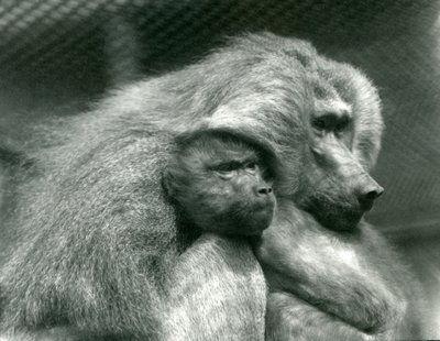 En hellig bavian med sine unger i London Zoo, juli 1924 af Frederick William Bond