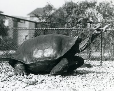 En saddleback, Galapagos-skildpadde, der fodres med en banan på en pind (s/h-billede) af Frederick William Bond
