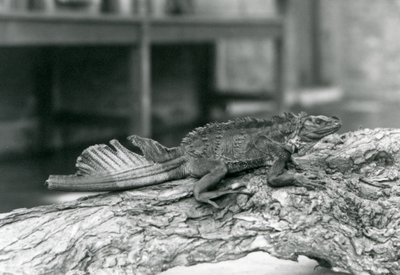 En Sailfin Lizard, med beskadiget hale, hviler på en træstamme i London Zoo i 1928 (s/h foto) af Frederick William Bond