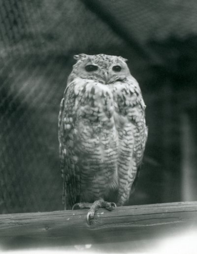 En Savingys Farao-ørneugle hviler på en gren i London Zoo, september 1925 af Frederick William Bond