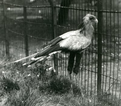 En sekretærfugl i London Zoo i september 1923 af Frederick William Bond
