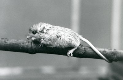 En Shaws Jird klatrer langs en gren i London Zoo i 1927. af Frederick William Bond