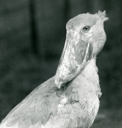 A Shoe-billed Stork, London Zoo, juli 1926 af Frederick William Bond