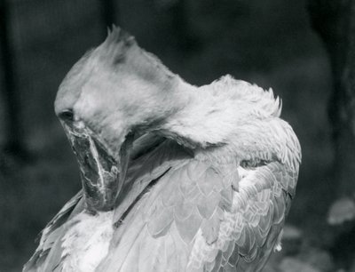 En skonæb, der pudser sine fjer i London Zoo i 1926 af Frederick William Bond