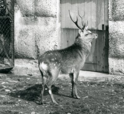 En Sikajapansk plettet kronhjort stående i hans indhegning i London Zoo, august 1927 af Frederick William Bond