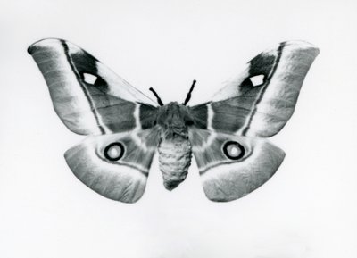 En Silkmoth, Bunaea caffraria, i London Zoo, før 1930 af Frederick William Bond