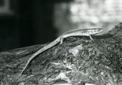 En Skink hviler på en træstamme i London Zoo i 1929 (s/h-foto) af Frederick William Bond