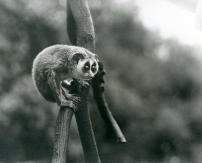 En slank Loris ser ned fra en gren, London Zoo, august 1926 af Frederick William Bond