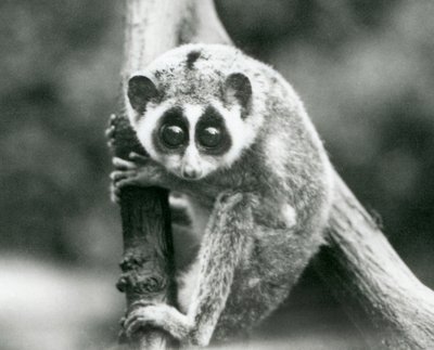 En slank Loris ser ned fra en gren, London Zoo, august 1926 af Frederick William Bond