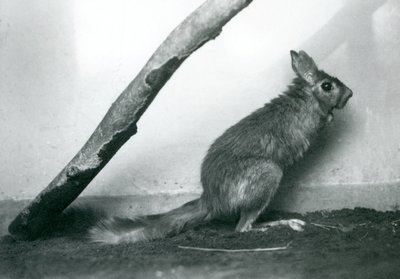 En sydafrikansk SpringhareCape Jumping Hare sidder under en gren i dens indhegning, London Zoo, december 1925 af Frederick William Bond