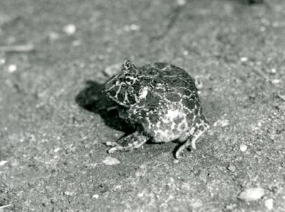 A South American Horned Frog, London Zoo, december 1925 af Frederick William Bond
