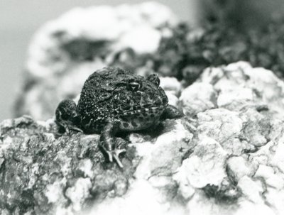 En sydamerikansk hornfrø, der sidder på en sten og viser sin defensive positur, London Zoo, august 1928 (s/h foto) af Frederick William Bond