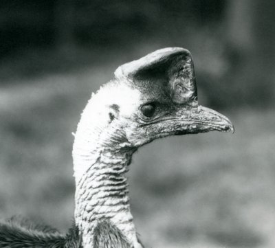 En sydlig kasuar i London Zoo, juni 1925 af Frederick William Bond