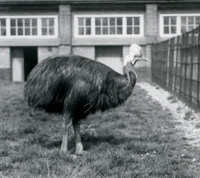 En sydlig kasuar i London Zoo i juni 1925 af Frederick William Bond