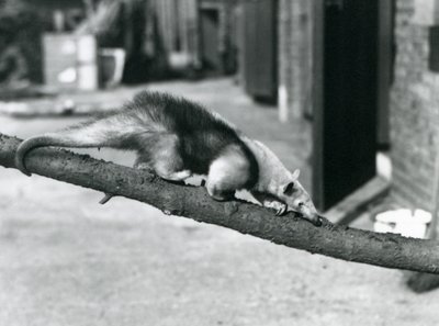 En Southern Tamandua/Collared Myresluger/Lesser Myresluger, der går langs en gren i London Zoo af Frederick William Bond