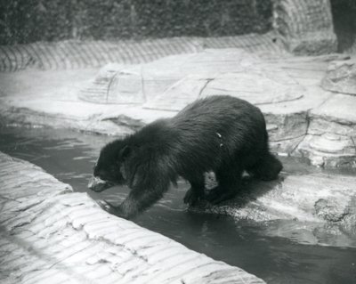 En brillebjørn eller Andesbjørn krydser en å inden for dens indhegning i London Zoo, juli 1925 af Frederick William Bond
