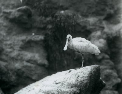 En skestork stående på en sten i London Zoo i september 1927 af Frederick William Bond