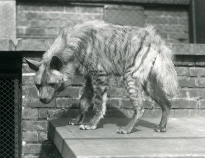 En stribet hyaæne stående på en platform i sin indhegning i London Zoo, juni 1925 af Frederick William Bond