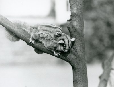 En Sugar Glider på en gren med sin baby på ryggen, London Zoo af Frederick William Bond