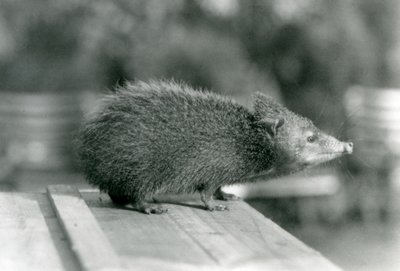 En Tenrec i London Zoo i 1929 (s/h-billede) af Frederick William Bond