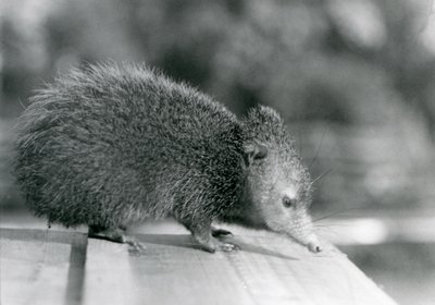 En Tenrec i London Zoo i 1929 (s/h foto) af Frederick William Bond
