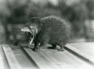 En Tenrec med åben mund, der viser dens brede gab og skarpe tænder, London Zoo af Frederick William Bond