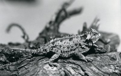 En Texas Horned Lizard/Horntoad/Horned Toad/Horny Toad hviler på en træstamme i London Zoo i september 1928 (s/h foto) af Frederick William Bond