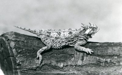 En horntudse fra Texas/horntudse/horntudse/horntudse hviler på en træstamme i London Zoo i august 1928 (s/h-foto) af Frederick William Bond