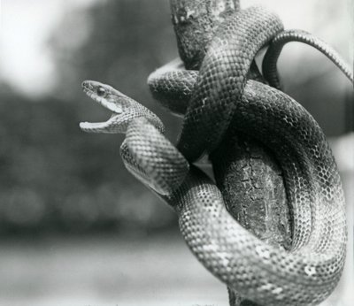 En Texas Rat Snake gabende, mens den er viklet rundt om en næsten lodret gren, London Zoo, august 1928 (s/h foto) af Frederick William Bond
