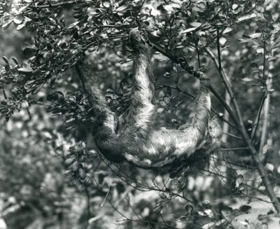 Et tretået dovendyr hængende fra en grøn gren i London Zoo. august 1920. af Frederick William Bond