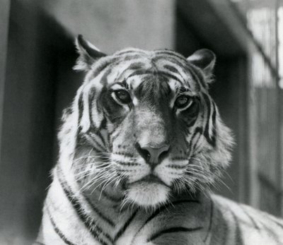 En tiger i London Zoo i juli 1924 af Frederick William Bond